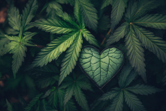 Love Cannabis Story Industry Plant Passion